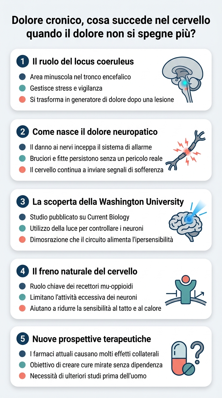 Infografica